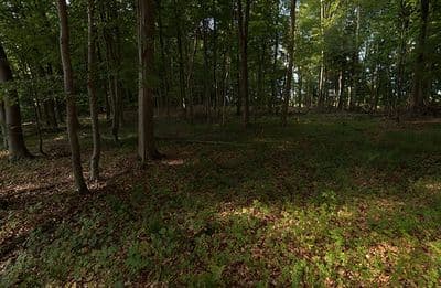 HDR 139 Forest Plates - Gallery 8