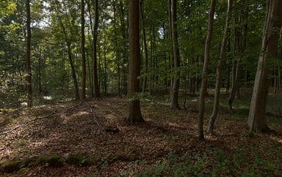 HDR 139 Forest Plates - Gallery 9