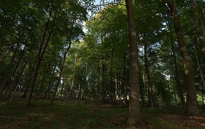 HDR 139 Forest Plates - Gallery 10