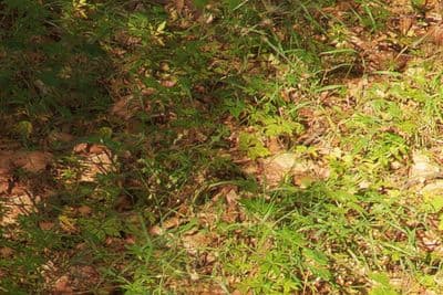 HDR 139 Forest Plates - Gallery 11