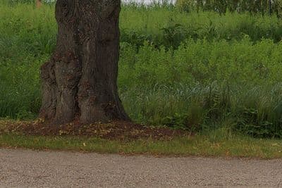 HDR 140 Road in Park - Gallery 4