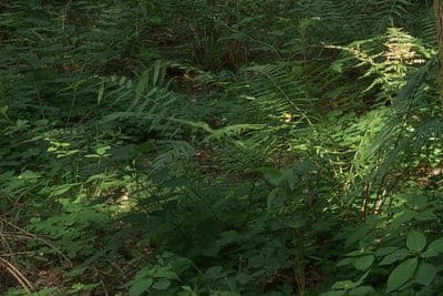 HDR 141 Forest - Gallery 4