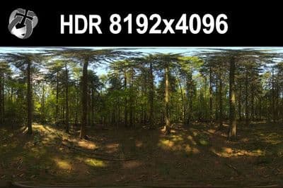 HDR 149 Forest