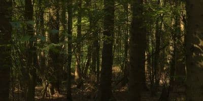 HDR 149 Forest - Gallery 3