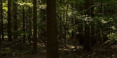 HDR 150 Forest - Gallery 3