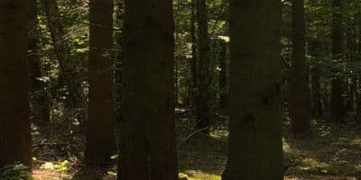HDR 151 Forest - Gallery 3