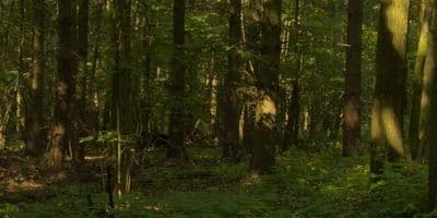 HDR 152 Forest - Gallery 3