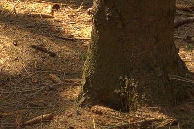 HDR 153 Forest 20k - Gallery 3