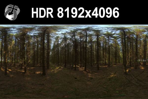 HDR 153 Forest - Gallery 1