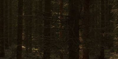 HDR 153 Forest - Gallery 3