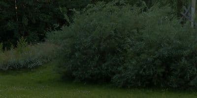 HDR 154 Park Grass Field - Gallery 3