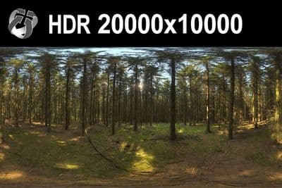 HDR 161 Forest 20k