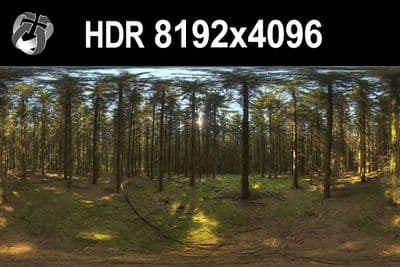 HDR 161 Forest - Gallery 1