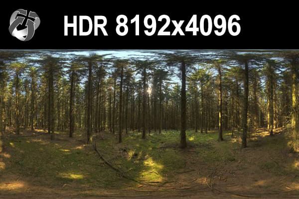 HDR 161 Forest - Gallery 1