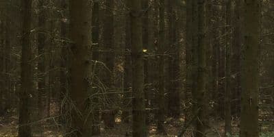 HDR 161 Forest - Gallery 2