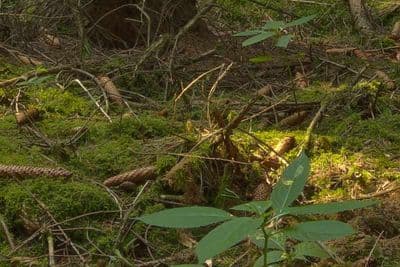 HDR 162 Forest 20k - Gallery 2