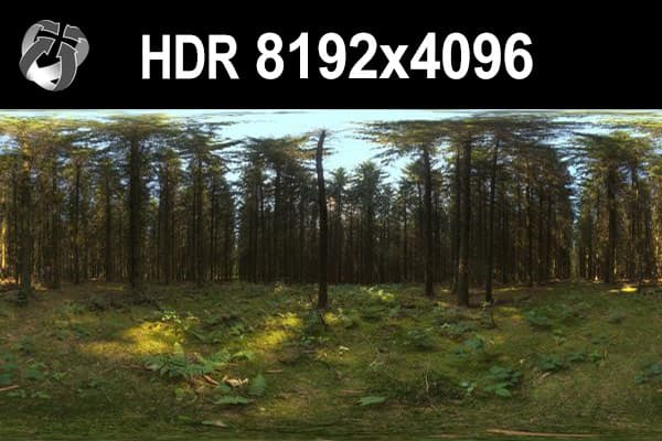 HDR 162 Forest - Gallery 1