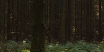 HDR 162 Forest - Gallery 2