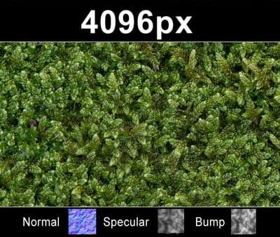 Moss 01