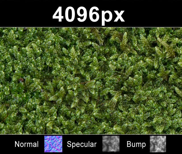 Moss 01 - Gallery 1