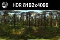 HDR 151 Forest