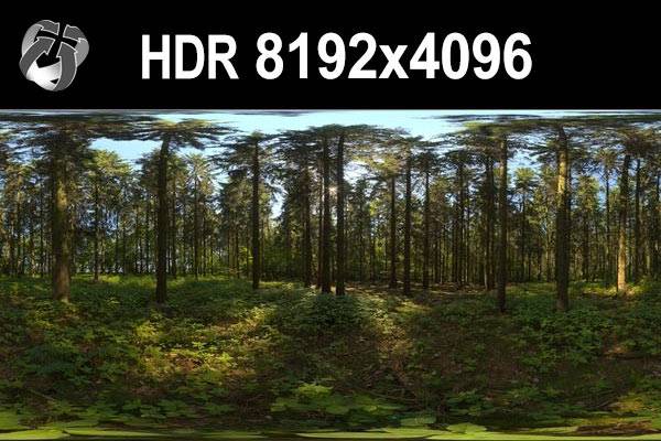 HDR 151 Forest