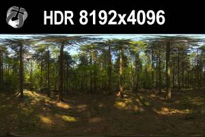 HDR 149 Forest