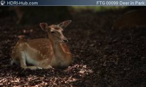 Deer in Park