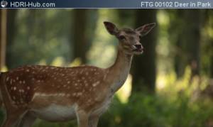 Panning from a Trunk to a Deer - Pan camera move from a trunk to a deer.