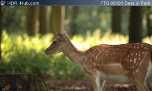 Deer in Park from Side