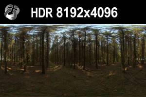 HDR 153 Forest
