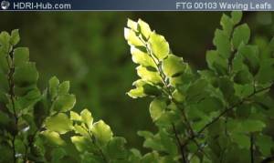 Looking at Leafs Waving in Wind