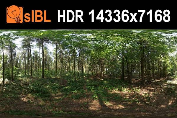 HDR 141 Forest